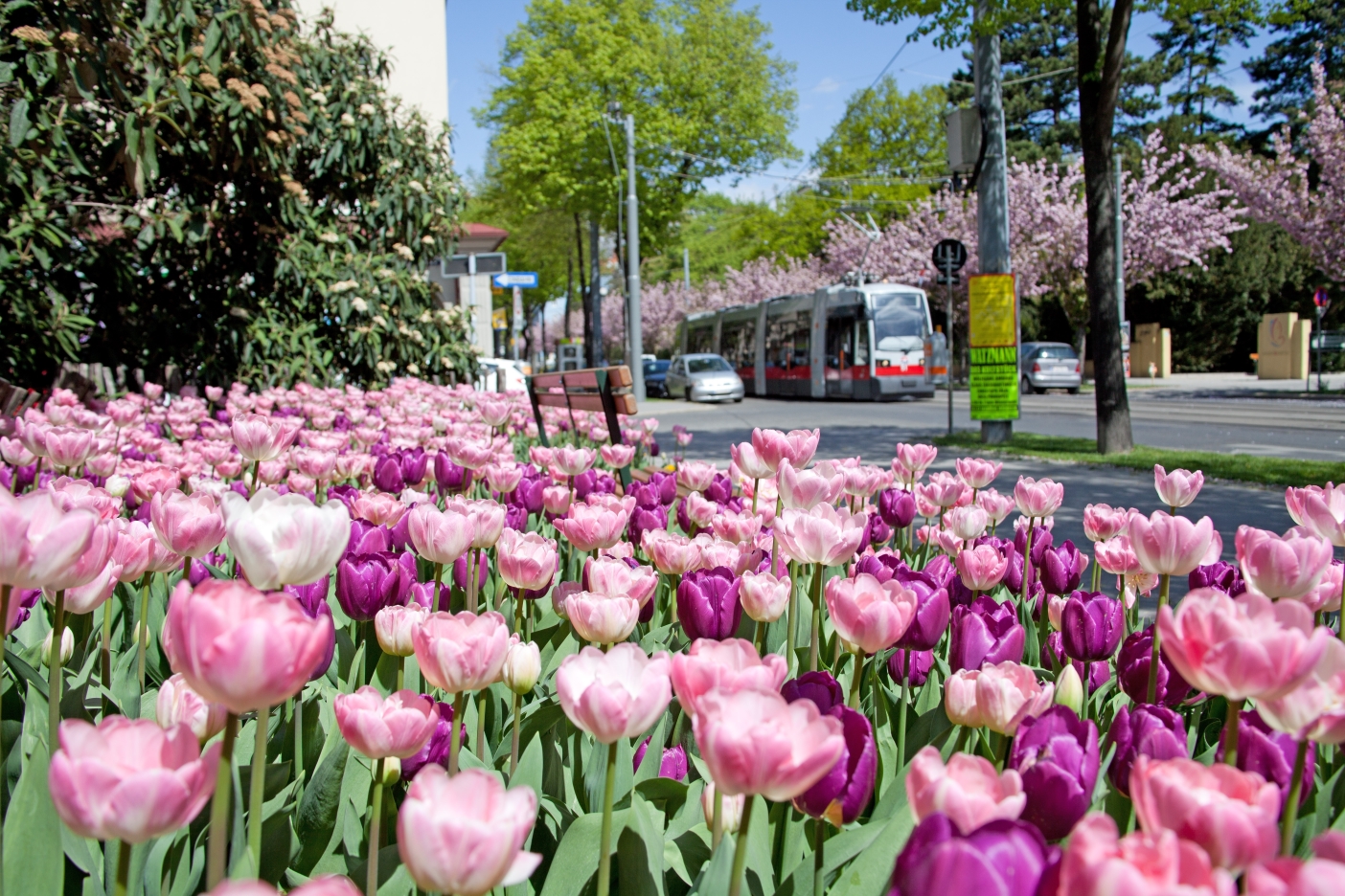 Linie 44 Type A , Sandleitengasse mit Blumenbeet, Frühling 2012