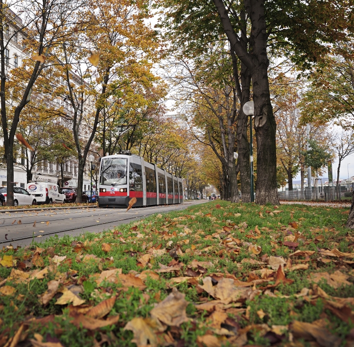 Straßenbahn der Linie 2 Autobus der Linie 2A in der Allee am Franz-Josefs-Kai.