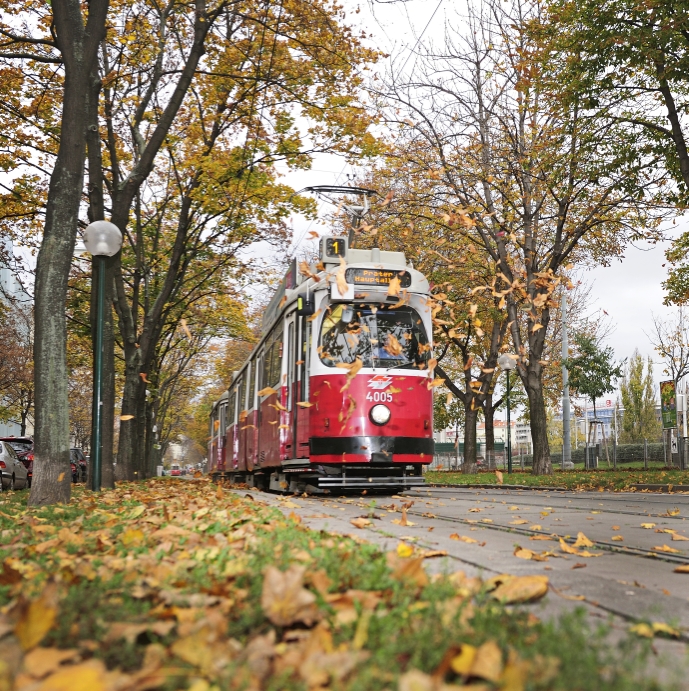 Straßenbahn der Linie 1 in der Allee am Franz-Josefs-Kai.