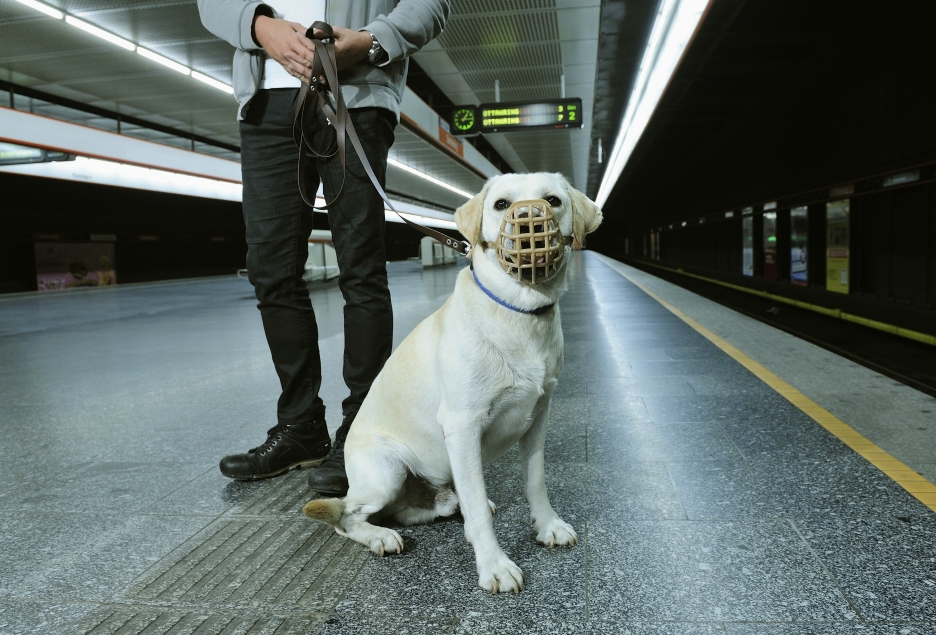 Beißkorb und Leine sind in den Öffis Pflicht. Kleine, ungefährliche Tiere, können in einem tiergerechten Transportbehälter im Fahrzeug befördert werden.