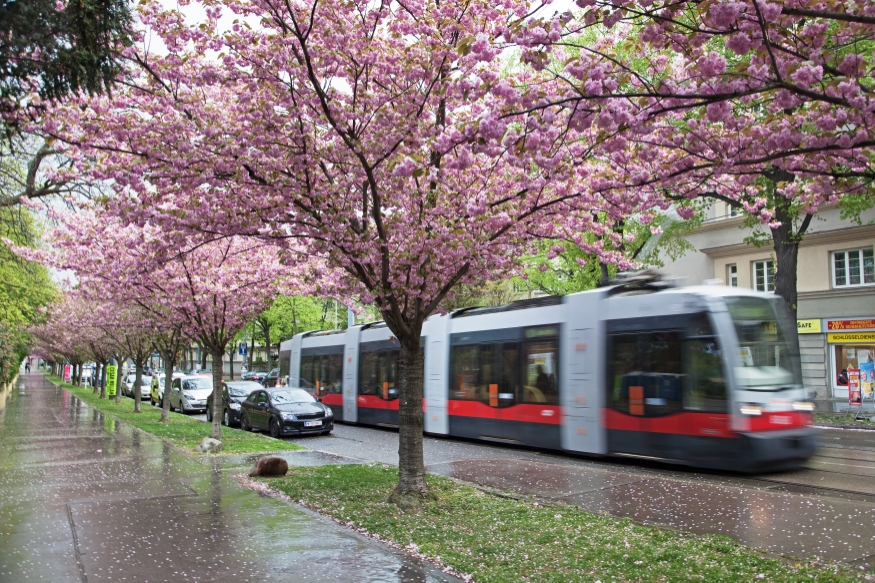 Linie 10 mit der Type A1, Sandleitengasse, 2014 April