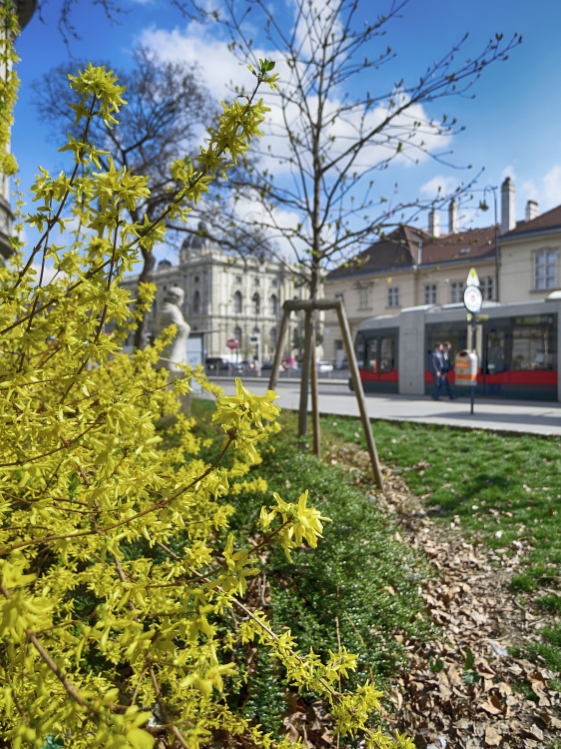 Straßenbahn im frühlingshaften Wien.