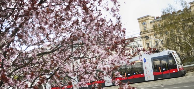 Straßenbahn im frühlingshaften Wien.