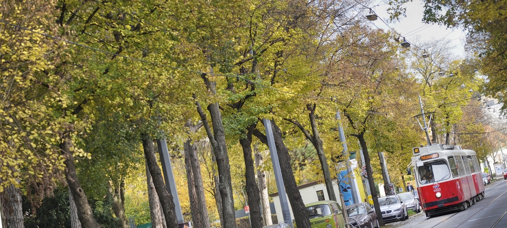 Straßenbahn der Linie 41 in der Pötzleinsdorfer Straße.