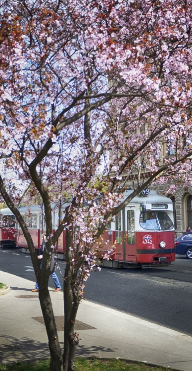 Straßenbahn im frühlingshaften Wien.