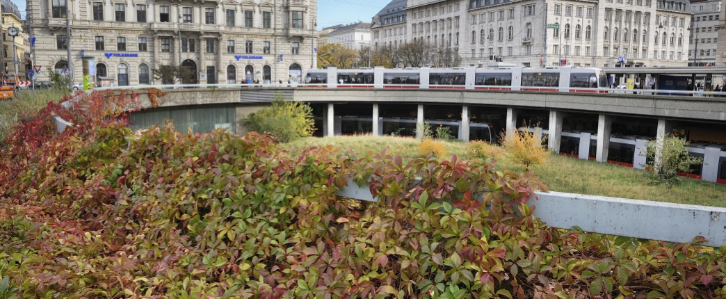 Straßenbahn der Linie 43 bei der Endstelle Schottentor.