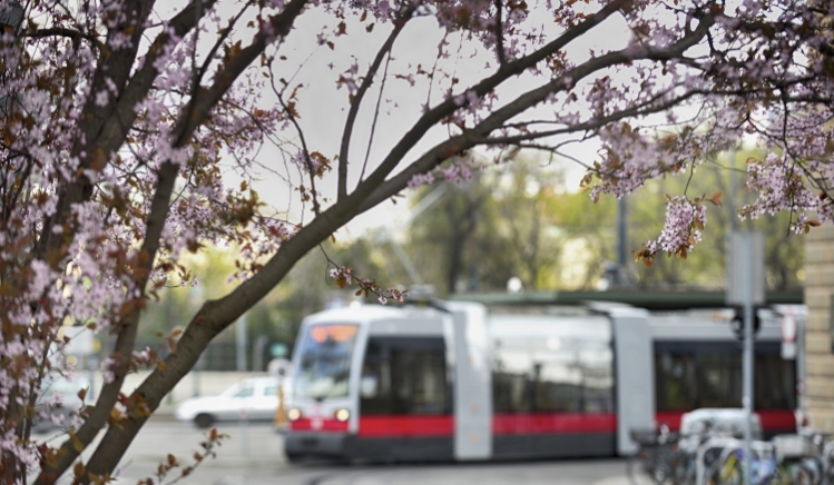 Straßenbahn im frühlingshaften Wien.