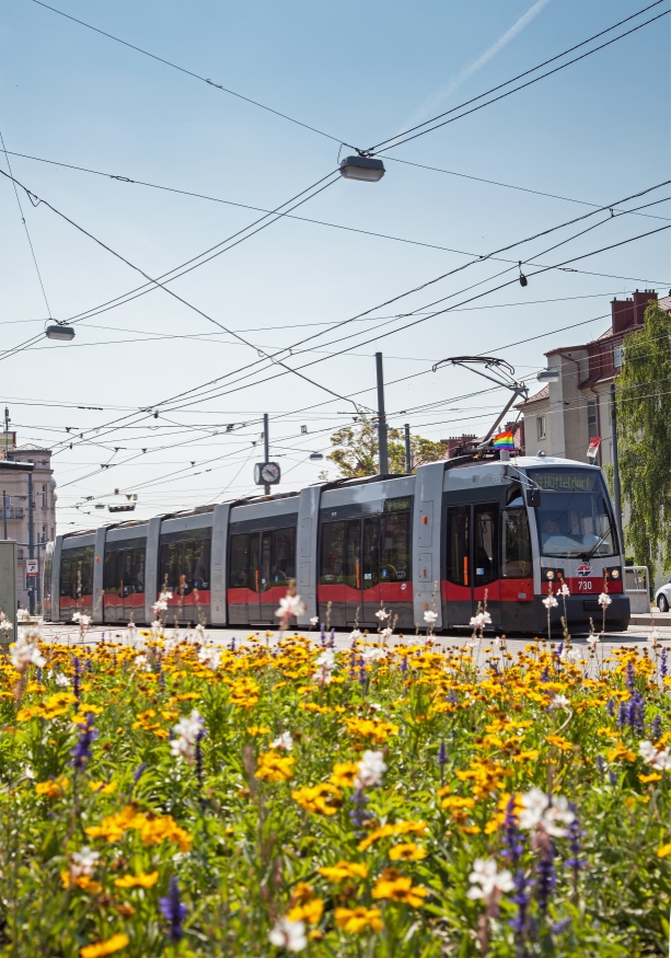 Linie 49 mit der Type B1 (Ulf) in Baumgarten, Juni 2015