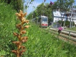 Sommerwurz entlang der Strecke der Linie 60 in Mauer