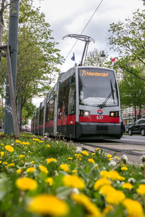 Ulf der Linie 71 am Burgring Fahrtrichtung Kaiserebersdorf